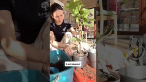 Пересадка фикуса Лирата