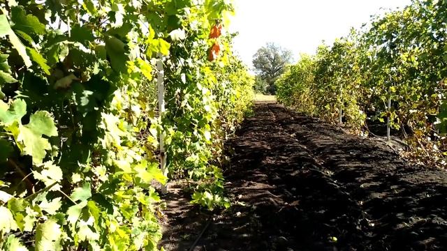 Первый осенний заморозок на винограднике 27-09-2018