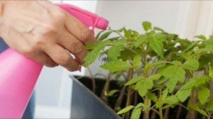 Перекись водорода - супер средство для сада и огорода