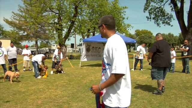 LOSING AN AMERICAN BULLY LEGEND смотреть онлайн