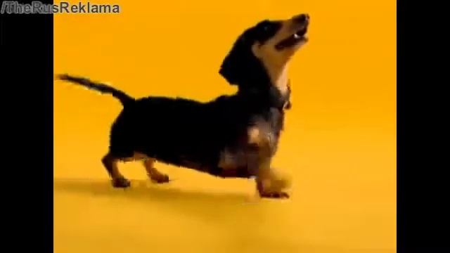 Диктор Елена Кищик. Реклама Педигри Такса