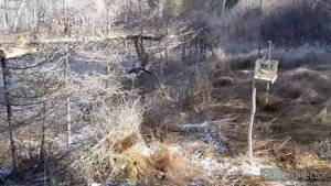 ЛОВЛЯ ЧИЖЕЙ И НЕ ТОЛЬКО. РАЗВЕДКА БОЕМ?15.10.21.