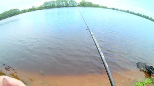 Чехонь - ловим "селедку" на реке Мста в Новгородской области