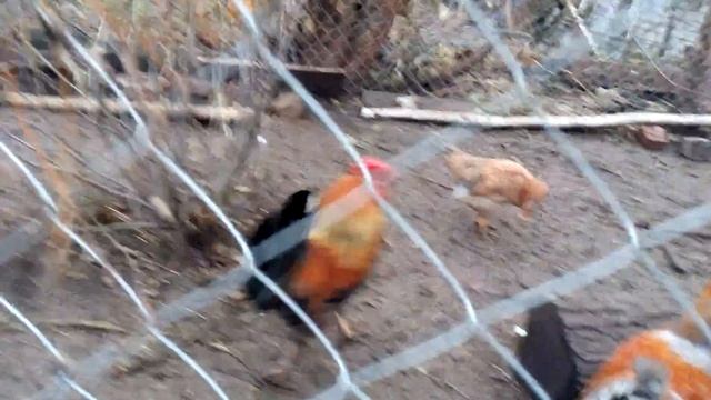 Каких петухов рубить !!! этот не легкий выбор. смотреть онлайн