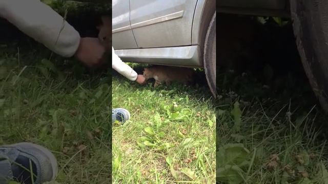 Рыжая кошка и рыжий малыш. смотреть онлайн