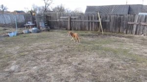 не АЛАБАЙ 4 месяца или Щенок-метис САО и Нем.Овчарки