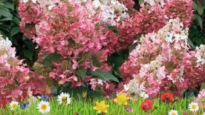 Гортензия метельчатая Пинки Винки ? Посадка и уход. крупномеры, саженцы гортензии: особенности сорт