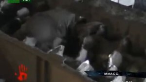 Из дробилки достали тело рабочего