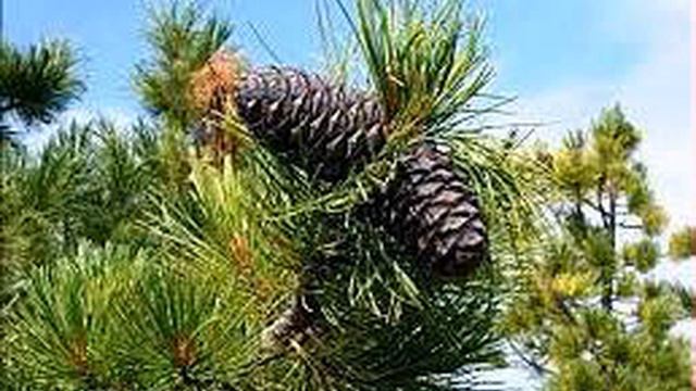 ВЛАДИМИР МЕГРЕ "РОДОВАЯ КНИГА" смотреть онлайн