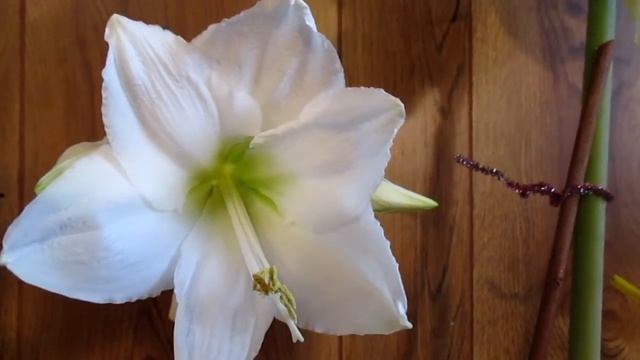 Amaryllis Hippeastrum Denver vs. Lemon Lime смотреть онлайн