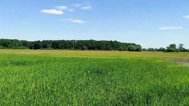 Чернигов, май, природа за городом, поле, Десна. Чернігів , травень, природа у передмісті.