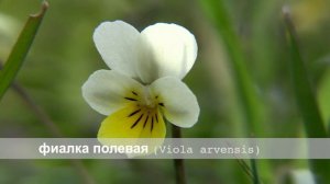 Фиалка полевая