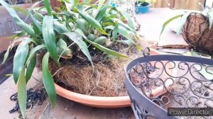 ЦЕЛОГИНА КРИСТАТА пересадка орхидеи, деление куста, субстрат для орхидей - подробно.