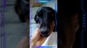 Обзор на таксу )!