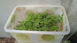 Мраморные тараканы содержание.