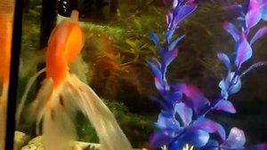 Золотая рыбка - Комета