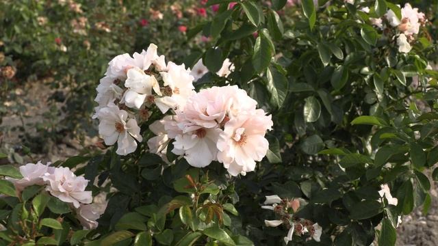 Роза плетистая чекмент , питомник роз полины козловой - rozarium.biz, Rose climbing cement смотреть онлайн