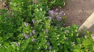 Сирень сорт Красавица Москвы и немного всякого разного)