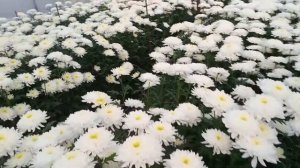 ✅Хризантема зембла