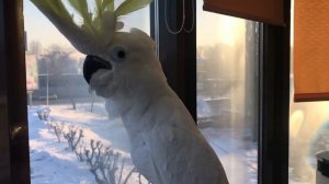 Попугай Какаду Кирюня говорит Чё такое, такое такое такое такое...