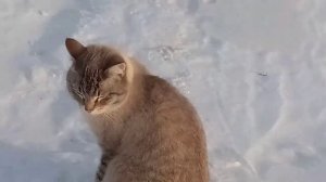 Герда и Кузя.mp4