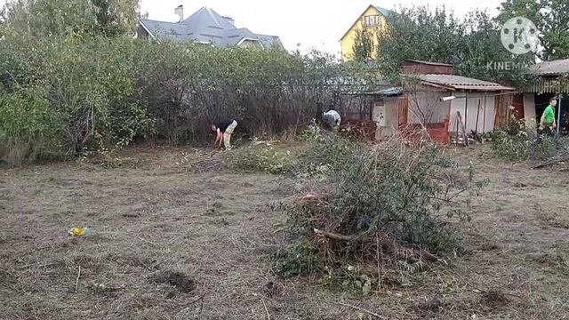 Расчистка участка. Корчевание поросли.