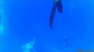 Фридайверы на Красном море