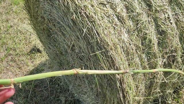 Прессуем сено 2023! Сенокос в самом разгаре. Мтз прессуют сено. смотреть онлайн