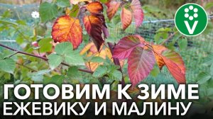 Как ОБРЕЗАТЬ ЕЖЕВИКУ И МАЛИНУ РЕМОНТАНТНУЮ ОСЕНЬЮ для богатого урожая в следующем году