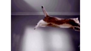 Kitekat |RYTP| Борис один дома