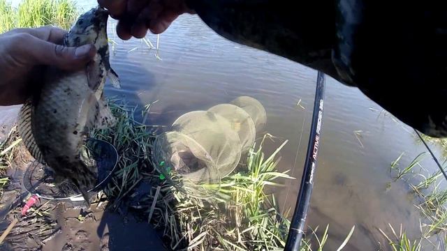 Раздача карася на Сосне! смотреть онлайн