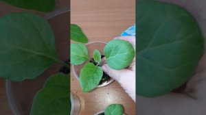 Баклажан Скороспелый 148 сегодня "переезжает" в просторный домик