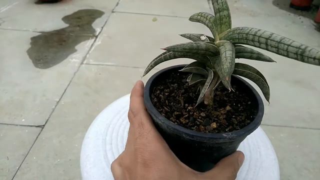 Sansevieria Suffruticosa | Delhi | Hindi | Care and Price | Videshi Gardening смотреть онлайн