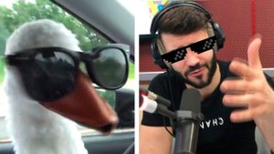 Два гуся зачитали рэп