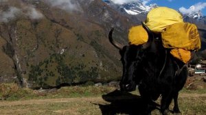 Редкие гибриды животных ч  2