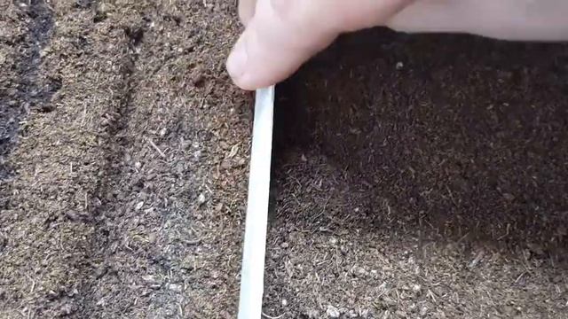 Посев махровой петунии 28.12.21г смотреть онлайн