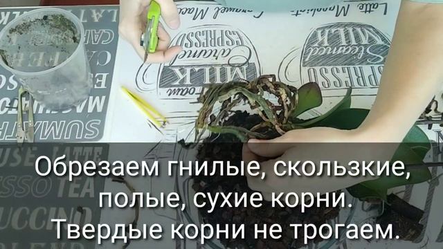 КОРНИ ОРХИДЕИ СГНИЛИ / ТОПАЗ для орхидей / Обработка, спасаем орхидею phal. ROME