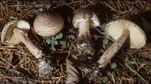 Lepiota cortinarius