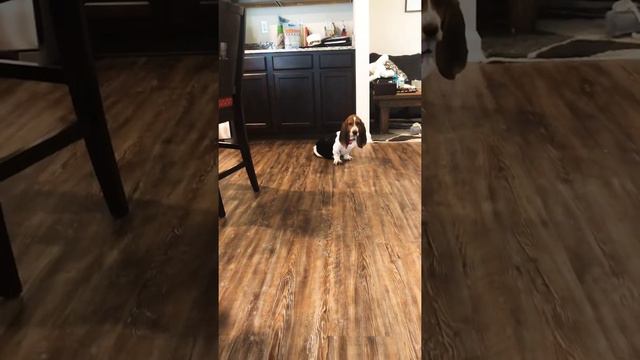 Basset, 4-month old KC learning sit and stay