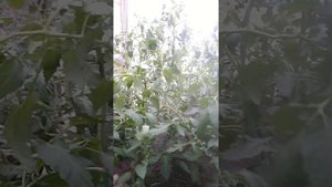 Томат Ниагара. Строение куста