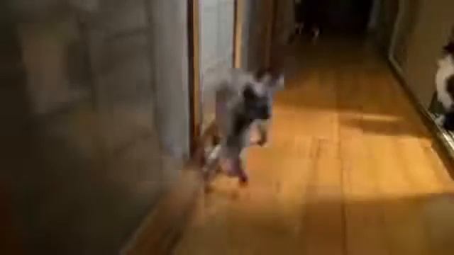 Прикольные кошки Кошка разрушает входную дверь Забавно смотреть!! смотреть онлайн