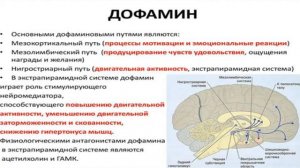 О дофамине, катушка Мишина и поиск инновационных методов электронной стимуляции - Глобальная волна