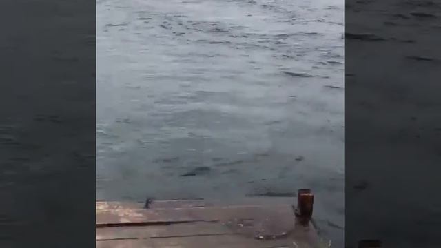 Вейкборд старт с пирса