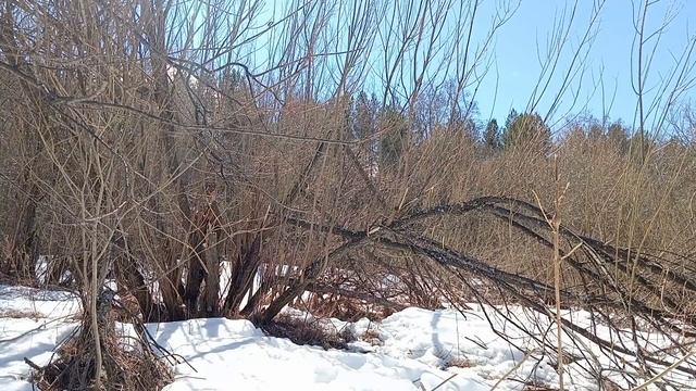 Бушкрафт и выживание - это всё  ПЫЛЬ! Вот где СИЛА. Баня готова. How to live in the forest