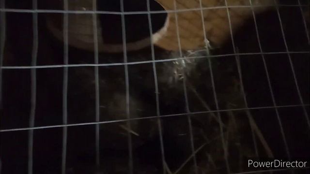 Моё поголовье кроликов. смотреть онлайн