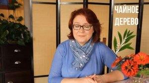 Эфирное масло чайного дерева: свойства,  применение и немного истории - чайное дерево или антибиоти