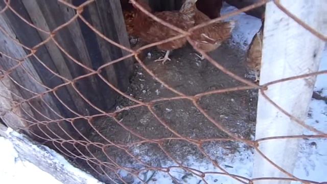 Деревня, Святки, воскресный быт, курочки-собачки смотреть онлайн