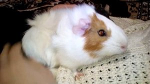 Беременность у морских свинок. Как проходила беременность у нашей морской свинки.