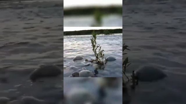 рыбалка в Якутии с клеваярыбалка.рф #якутия #рыбалка #fishing #клеваярыбалка