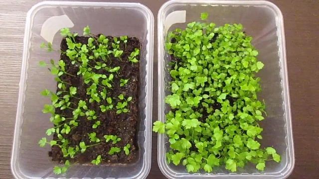 Вырастить Корневой и Черешковый сельдерей проще простого.28.02.2020 смотреть онлайн